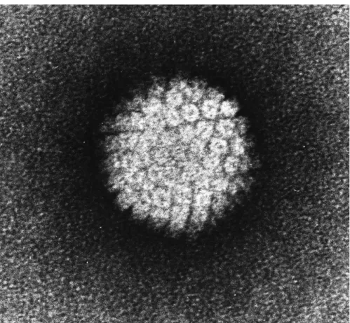 Figure 3. Electron micrograph of a HPV 16. 