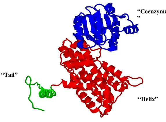 Fig. 6. Dimer of the T. brucei 6PGDH. The two subunits are drawn in blue and in green