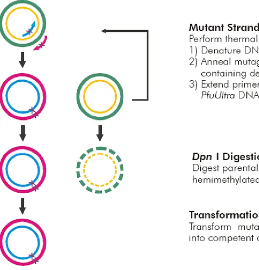 Fig. 13. Overview of the QuickChange II site-directed mutagenesis method. 