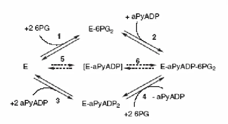 Fig. 21. Kinetic mechanism of the binding to 6PGDH of the substrate 6PG and the NADP analogue 