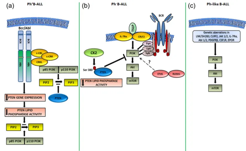 FIGURE 1 Mechanisms of PI3K/Akt/mTOR signaling activation in B-ALL subtypes. (a) Ph +