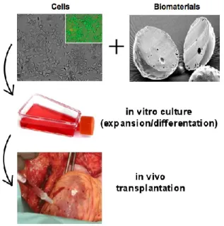 Fig. 1. Schematic representation of a system for cell therapy protocols based  on cells and  biomaterials