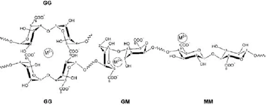 Fig.  3.  Mechanism  of  ionotropic  gelation  of  alginate  based  polymer  in  the  presence  of  divalent cations (M 2+ )