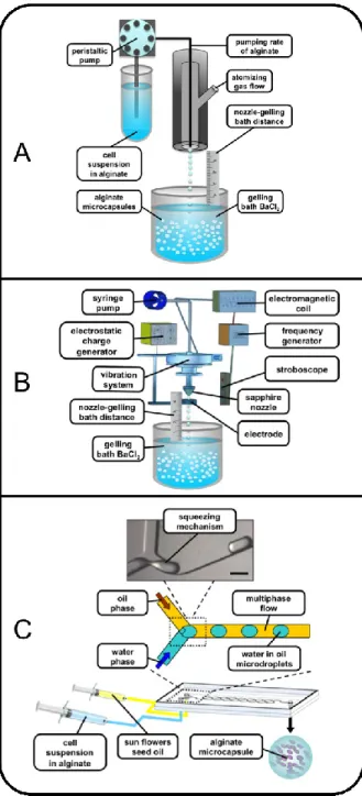 Fig.  2.  Schematic  representations  of  different  encapsulation  protocols:  coaxial  bead  generator (A), vibrating-nozzle procedure (B) and microfluidic based approach (C)