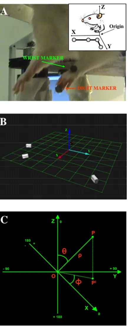 Fig. 1                                                            WRIST MARKER DIGIT MARKERXYZ OriginWRIST MARKERDIGIT MARKERXYZOriginA  X YZXYZXYZB  Z Y X P0 + 90- 90 0180 + 180+ -ρ P IOZ YXP0+ 90- 900180+ 180+-C ρPIO