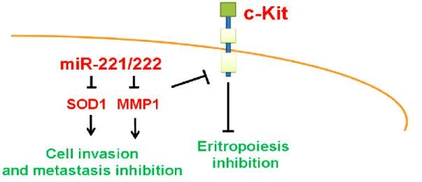 Figura  1.3.  MiR-221/222  as  tumor  suppressor  miRs. MiR-221/222  act  as  tumor  suppressor  miRs  in  the  erythropoietic  lineage  cells,  and  oral  tongue  squamous  cells  by  targeting  c-Kit,  matrix  metalloproteinase  1  (MMP1) and manganese s