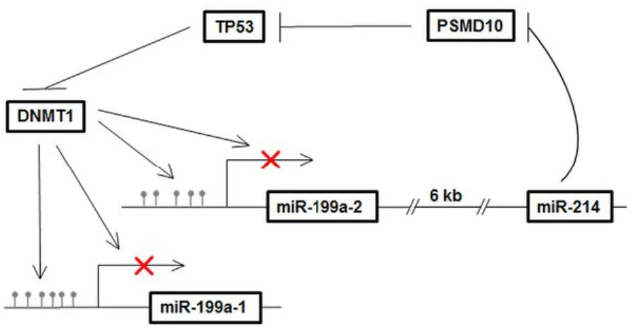 Figure 1.4. diagram describes the miR-199a/miR-214 self-regulatory network via TP53 and  DNMT1 in TGCT(133)