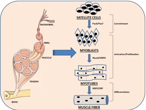 Figure 1: Schematic representation of the myogenesis process.  Quiescent skeletal muscle satellite cell can become activated  following stimuli