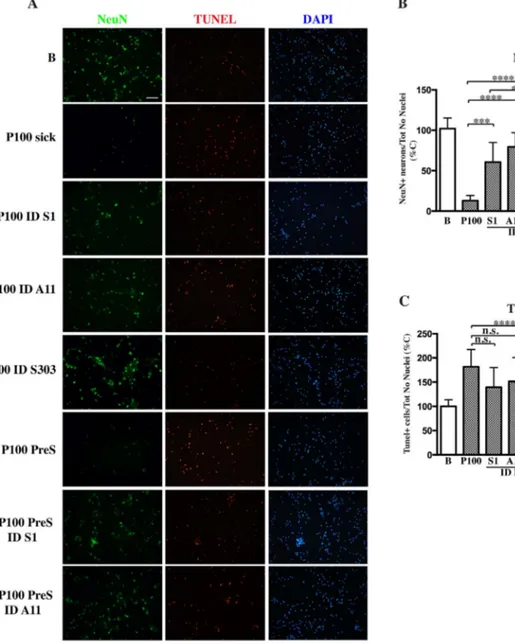 Fig. 6. Immunodepletion of αS toxic species from P100 prevents neurodegeneration in murine primary cultures.