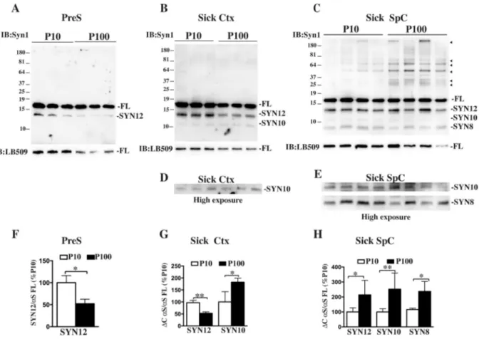 Fig. 1. Accumulation of αS truncated fragments in P10 and P100 pellet fractions.