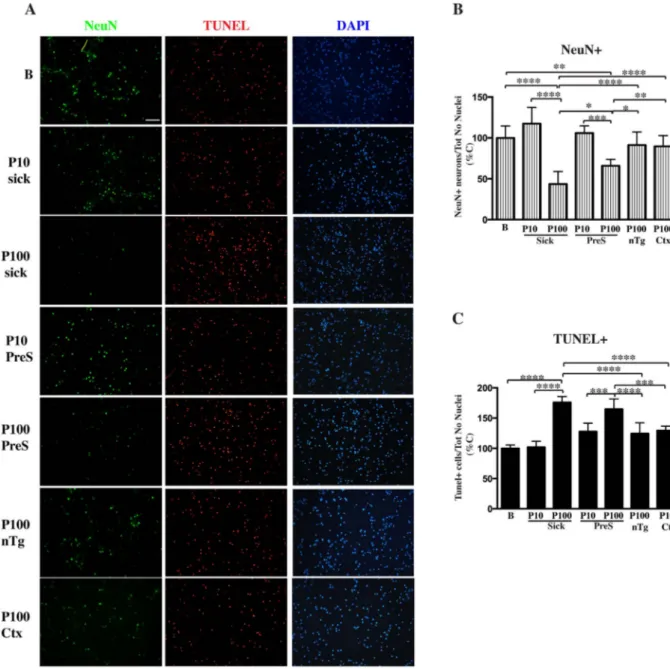Fig. 4. Induction of neuronal death in primary neurons after treatment with P10 and P100.
