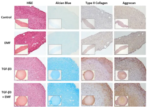 Figure 3. Effects of EMFs on chondrogenic differentiation of MSCs: histological data ( n = 3)