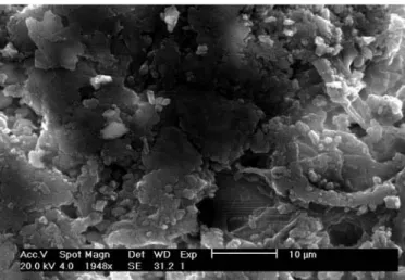 FIG. 14. Scanning electron microscope (SEM) microphotograph of sample TORNEW5 showing numerous organic filaments resembling fungal hyphae with crystals on surface.