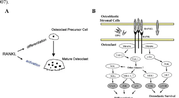 Figure  3.  In  (A)  Schematic  representation  of  RANKL  in  osteoclastogenesis  (Zauli  et  al.,  2009)