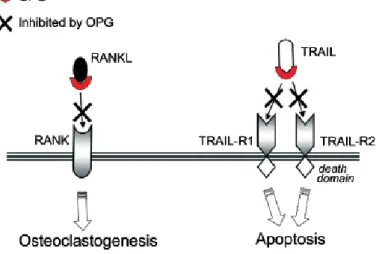 Figure  5.  Mechanism  of  action  of  OPG  on  RANKL-  and  TRAIL-  biological  activities