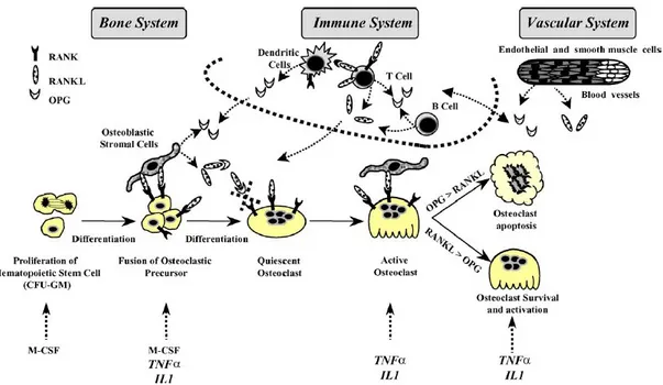 Figure 6. OPG/RANK/RANKL as common effectors of bone, immune and vascular system (Theoleyre et  al., b 2004)