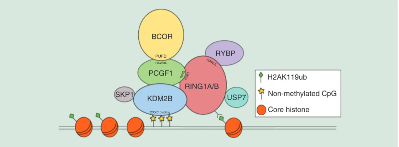Figure 2. Schematic representation of the polycomb repressive complex 1.1 model. The core complex is composed of the catalytic enzyme RING1A /B that forms a dimer with PCGF1 through the RING finger domains, and that deposits an ubiquitin moiety to histone 