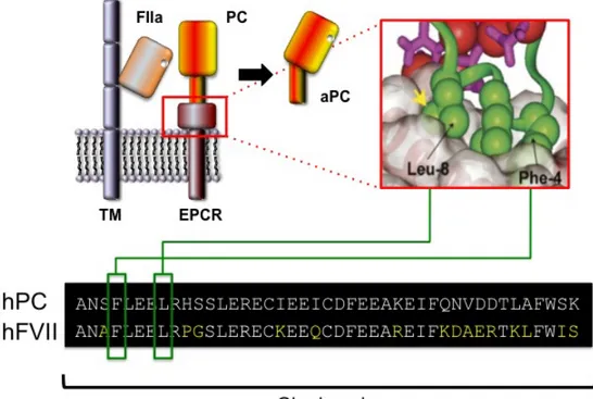 Fig  8  Protein  C  activation  on  the  endothelial  surface  by  the  trombin- trombin-thrombomodulin complex