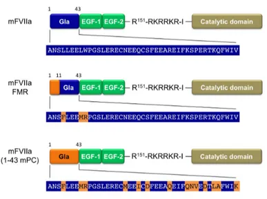 Fig. 1 Structure of the recombinant proteins used in this study. All proteins have a γ-