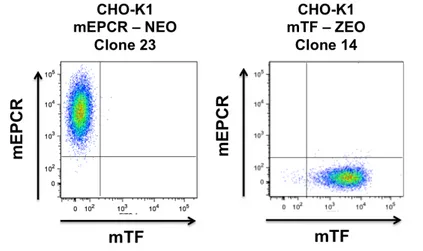 Fig.  3  Scatter  plots  of  CHO-K1  clones  expressing  mEPCR  or  mTF  on  the  cell  surface