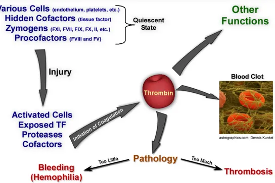 Fig. 1 The blood coagulation response, image courtesy of Dr. Rodney M. Camire, The 