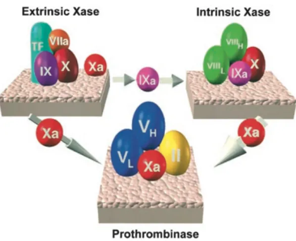 Fig.  2  The  3  vitamin  K–dependent  procoagulant  complexes.  The  thicker  arrow 