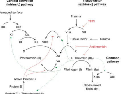 Fig  3.  General  overview  of  the  clotting  cascade.  Green  arrows  indicate  positive 