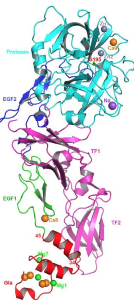 Fig 4 Structure of FVIIa/sTF complexes. 