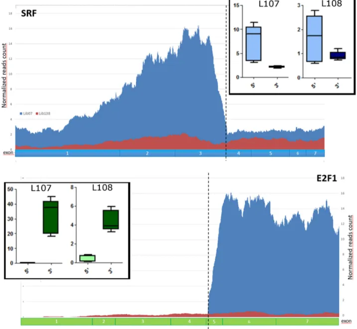 Figure 2: Validation of SRF-E2F1 fusion in L107 and L108 ME tumors.  Normalized reads count showing higher expression  of SRF and E2F1 exons involved in the fusion