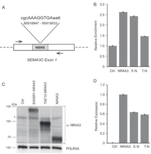 Figure 4. NR4A3 chimeras differentially bind the SEMA3C promoter and display diverse protein expression levels