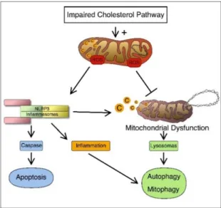 Figure 1. Connection between cholesterol disorders and inflammation. Once the cholesterol pathway  is impaired, it can induce activation of the inflammosome and trigger cell apoptosis