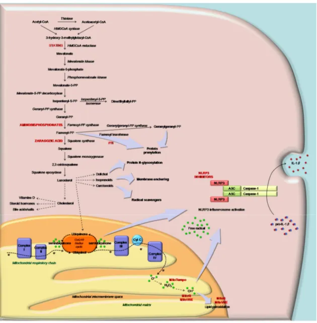 Figure 2. Schematic representation of the cholesterol pathway and of the mediation of sterol  metabolites (ubiquinone) in mitochondrial respiratory function (Complex I–IV) in response to the  inflammation signal
