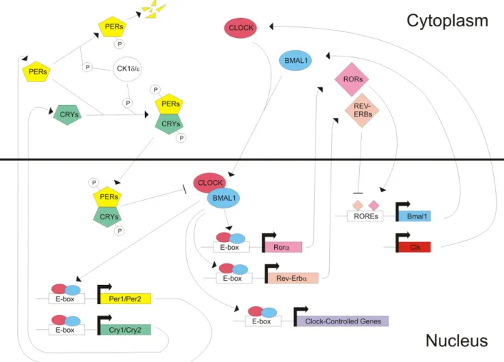 Fig. 2: Molecular clock in mammals. The clock is composed of two interconnecting loop: In the core loop   heterodimers of  CLK  and  BMAL1,  positive  limb,  activate  transcription  of  Period,  Cryptocrome   and   clock-controlled genes