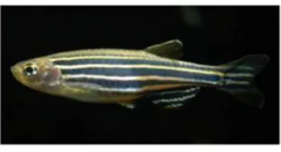 Fig. 3: The zebrafish, Danio rerio, is a tropical freshwater fish belonging to the Cyprinidae family and is   an important vertebrate model organism in scientific research.