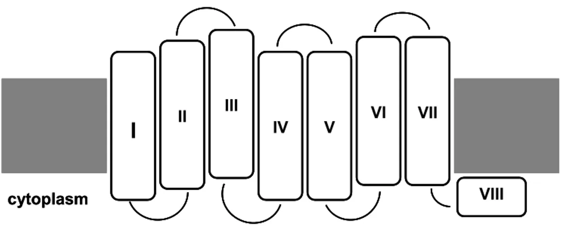 Fig.  4:  Schematic representation of the membrane spanning structure of a generic opsin protein