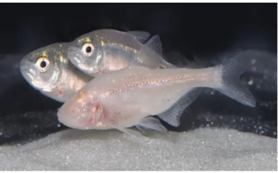 Fig. 5: The Mexican blind cavefish (Astyanax mexicanus) accompanied by two surface-dwelling morph   (Niven, 2007).