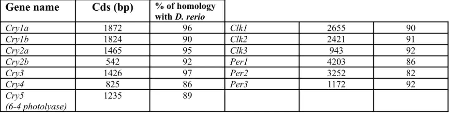 Table 1:  P. andruzzi  and  D. rerio  both belong to the cyprinid family and show very high sequence   homology within the clock gene coding sequences