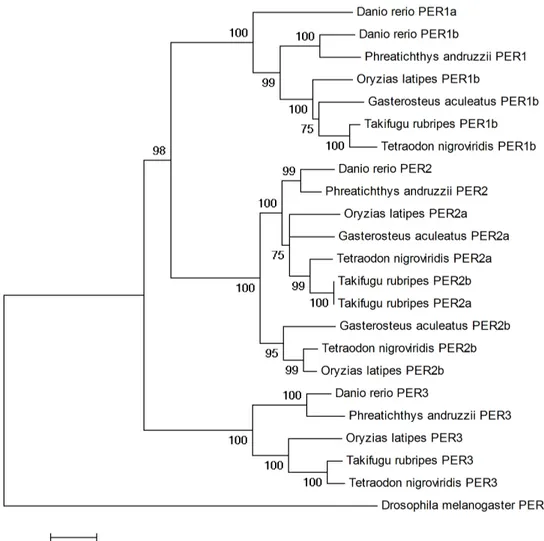 Fig. 7: By alignment with different animal models and using phylogenetic tree analysis it was possible to   allocate the genes cloned from the Somalian cavefish within the  Period genes families