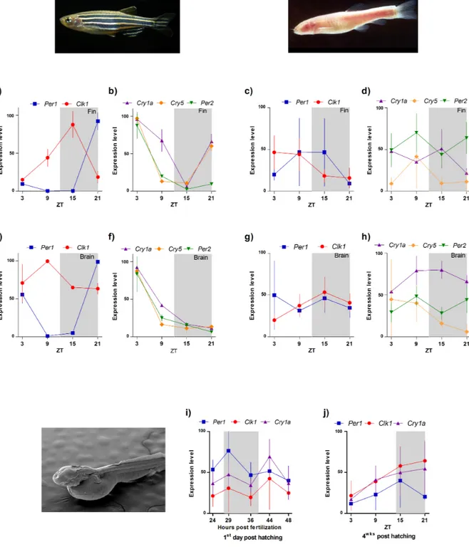 Fig. 8: a,b,e,f Quantitative RT-PCR of clock-regulated and light-inducible gene expression in zebrafish   tissues (fin and brain) during one 24h period exposed to a 12:12 LD cycle