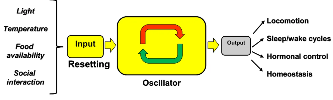 Fig.  1:  Schematic  presentation of  biological  timekeeping systems.  The  core  oscillator autonomously   generates circadian rhythm