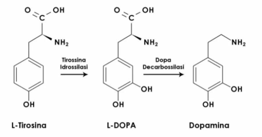 Figura 3. Sintesi della dopamina a partire dall’aminoacido L-tirosina 