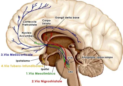 Figura 4. Organizzazione a livello centrale del sistema dopaminergico 
