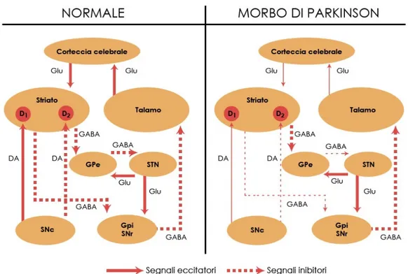 Figura 5. Schema dell’organizzazione del sistema motorio extrapiramidale e dei difetti alla base del Morbo  di  Parkinson