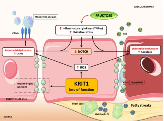 Figure 5. KRIT1 deficiency induces endothelial dysfunctions (ED) through redox-dependent 