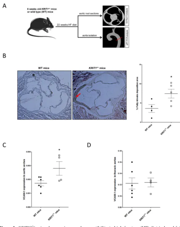 Figure 2. KRIT1 +/−  mice show an increased susceptibility to high-fructose (HF) diet-induced fatty 