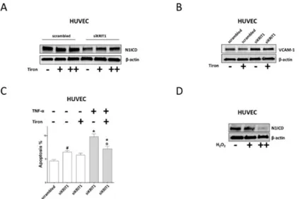 Figure 4. Downregulation of Notch signaling and upregulation of VCAM-1 and apoptosis are 