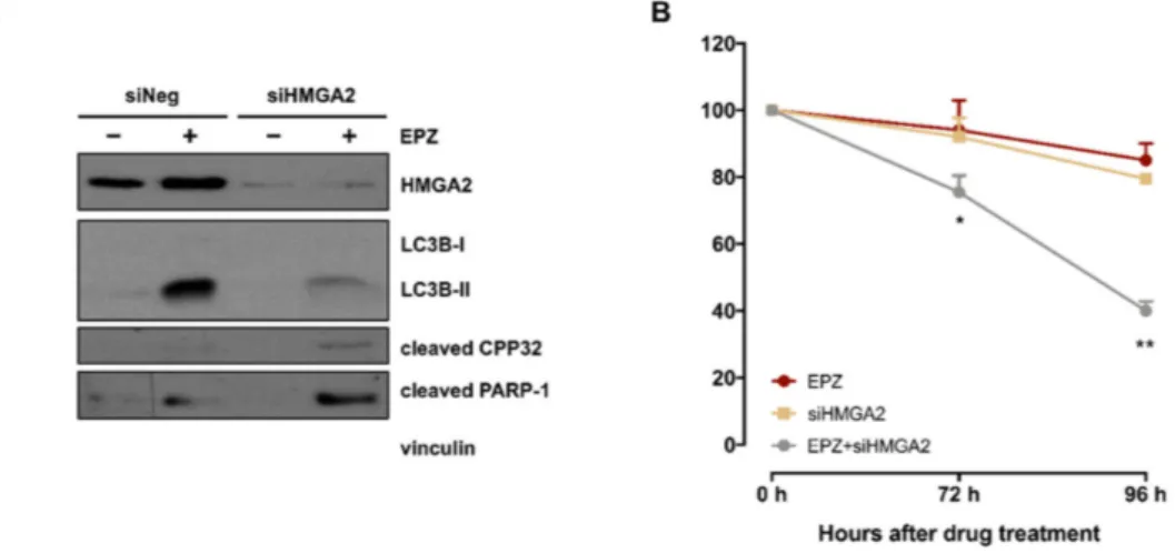 Figure 5. Effects of HMGA2 silencing on EPZ-011989-induced autophagy in a PDX-derived ES-1 cell
