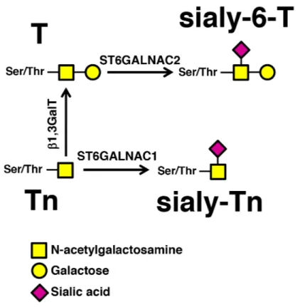 Figure 1: Biosynthesis of sTn by ST6GALNAC1.  The addition of α2,6-linked sialic acid on the Tn antigen (GalNAc-Ser/Thr),  mediated by ST6GALNAC1 results in the biosynthesis of the sTn antigen, while the addition of α2,6-linked sialic acid on the T antigen