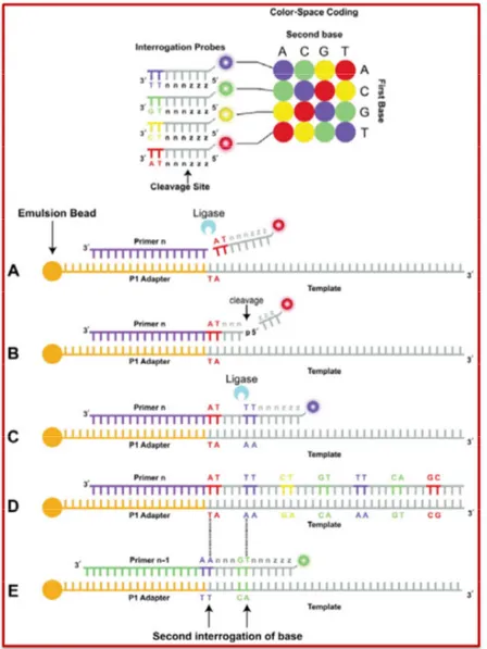 Fig. 4: sequenziamento per ligazione specifico della piattaforma Solid dell’Applied Biosystem