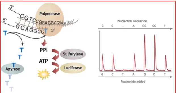 Fig. 5: Rappresentazione della metodica del pirosequenziamento.   